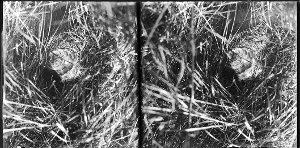 Vom Rotwild unten geschorene Buchen im Herbst im Urwald Sababurg